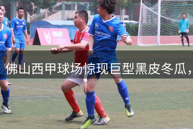 佛山"西甲"球场惊现巨型黑皮冬瓜，农文体融合开启新篇章